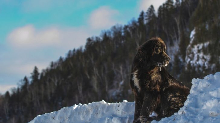 15 Mountain Dog Breeds That Will Make Your Hut Safer