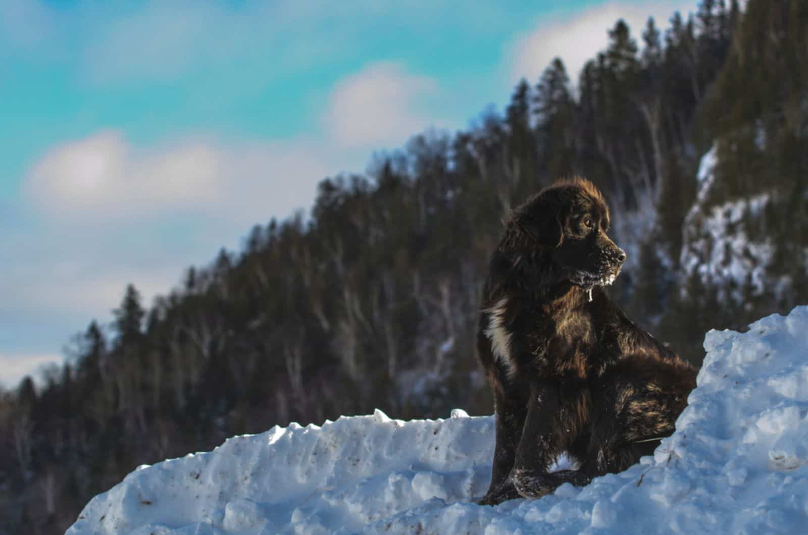 newfoundland dog sitting in the snow on a mountain
