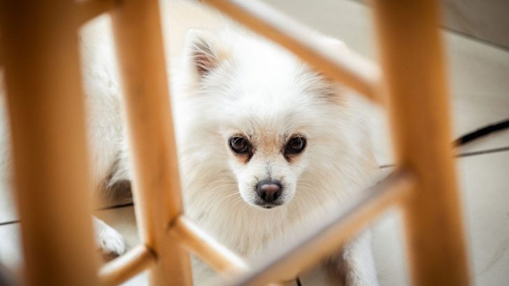 15 Spitz Dog Breeds That Are Really Spitzy