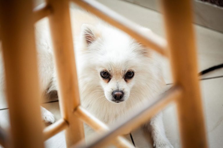 cute spitz dog breed