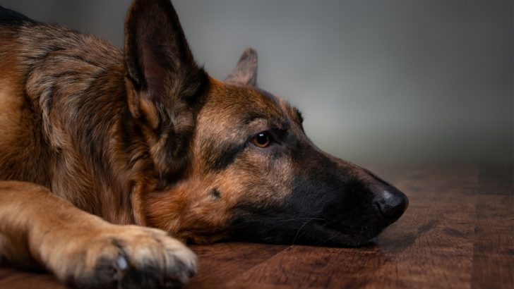 16 Devastating Signs That Your German Shepherd Might Be Dying