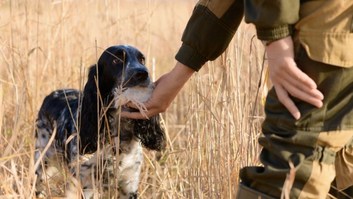 17 Best AKC Hunting Dog Breeds With Impeccable Character