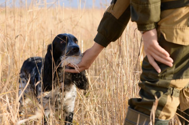 hunting dog with wounded bird in mouth