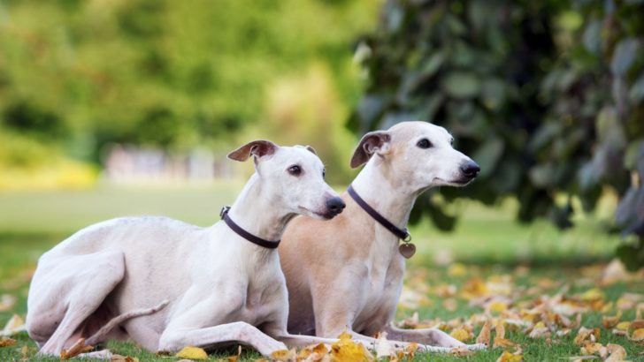 17 Hound Dog Breeds That Are Quite The Catch