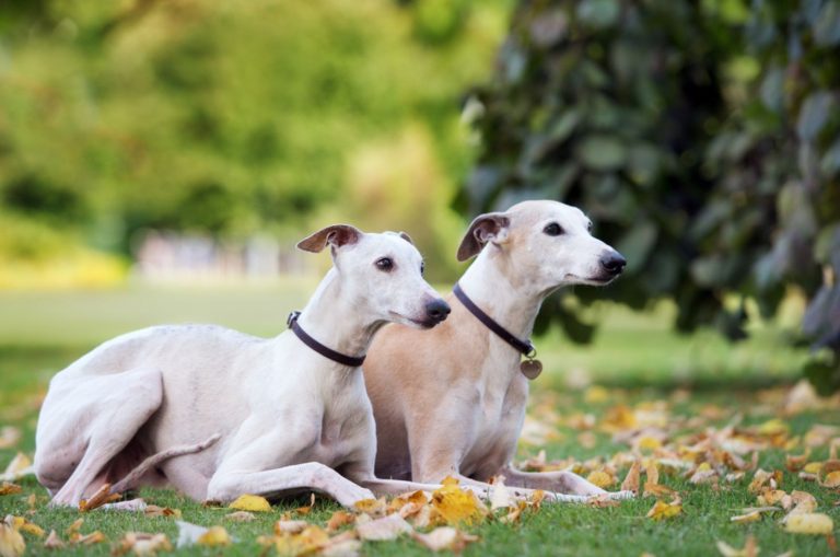 two whippet dogs lying down outdoors