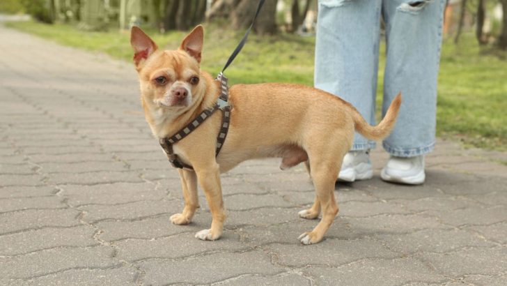 17 Reasons Why You Should Never Own A Chihuahua