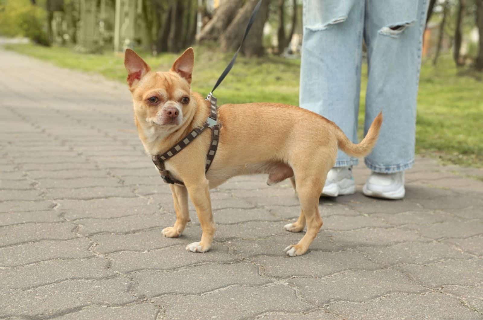 owner walking with her chihuahua dog in park