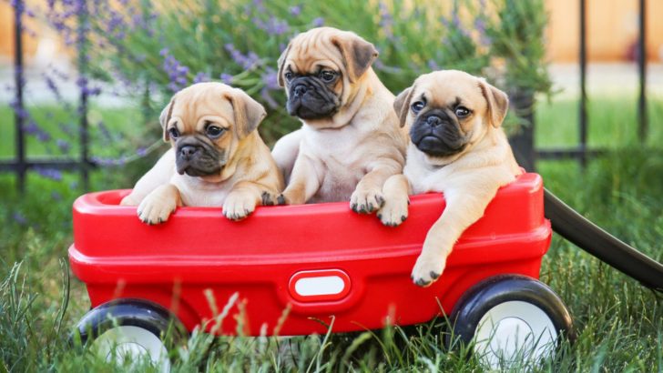 These 18 Dog Breeds Are Least Obedient In The Canine World