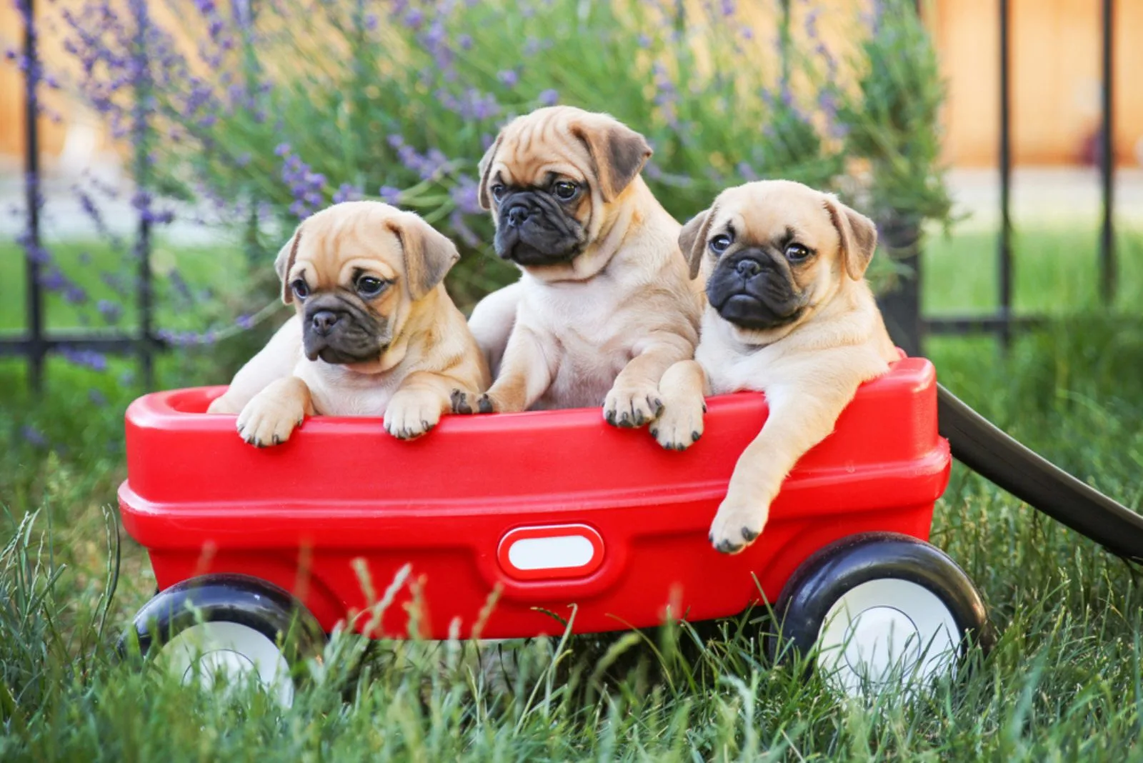 three pugs in a car toy