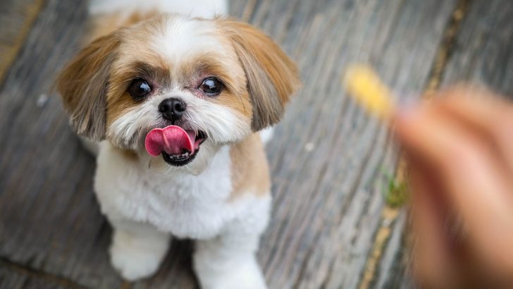 19 Brachycephalic Dog Breeds: Dogs With Serious Health Issues