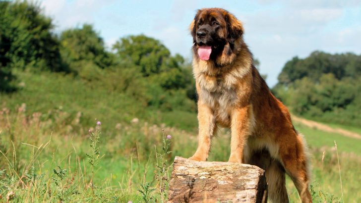 19 Dog Breeds That Shed The Most: You’ll Be Surprised