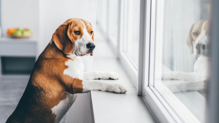 21 Dog Breeds Prone To Separation Anxiety