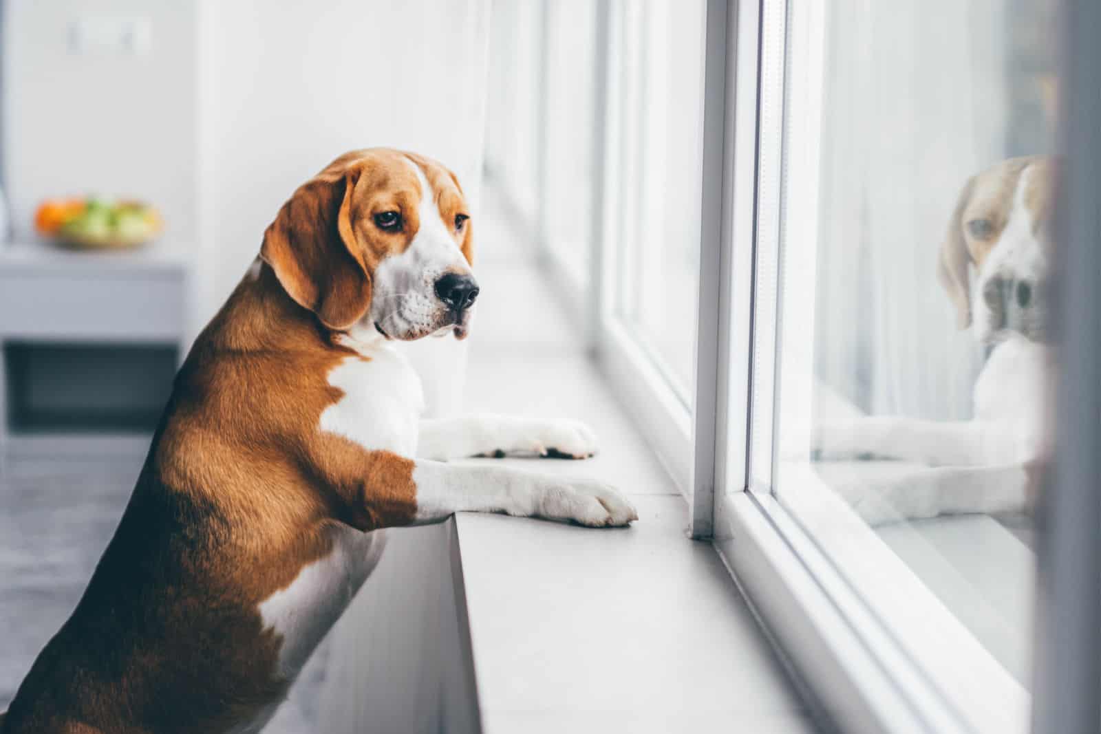 Sad dog waiting alone at home.