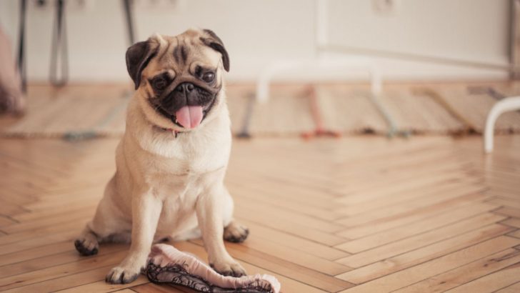 21 Independent Dog Breeds With Low Separation Anxiety