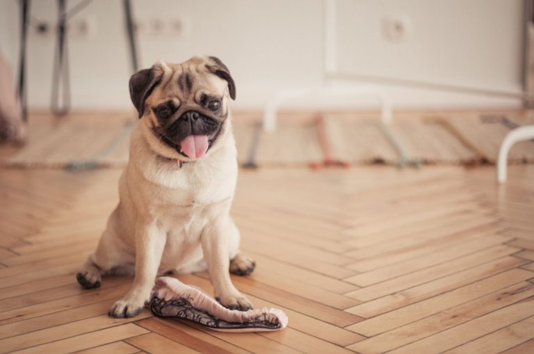 little pug playing at home