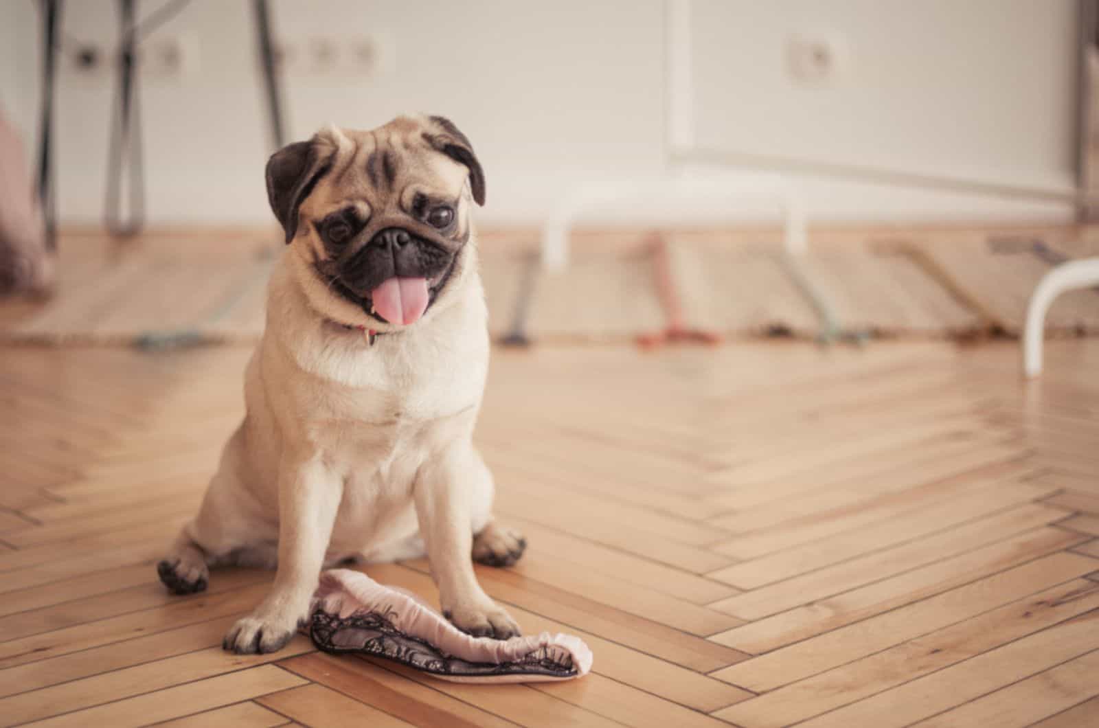 21 Independent Dog Breeds With Low Separation Anxiety