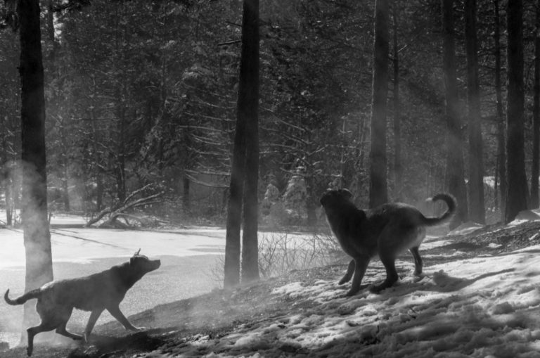 two dogs playing in forest