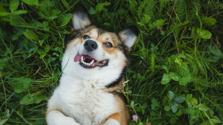 3 Short Lessons On Teaching Your Dog To Smile