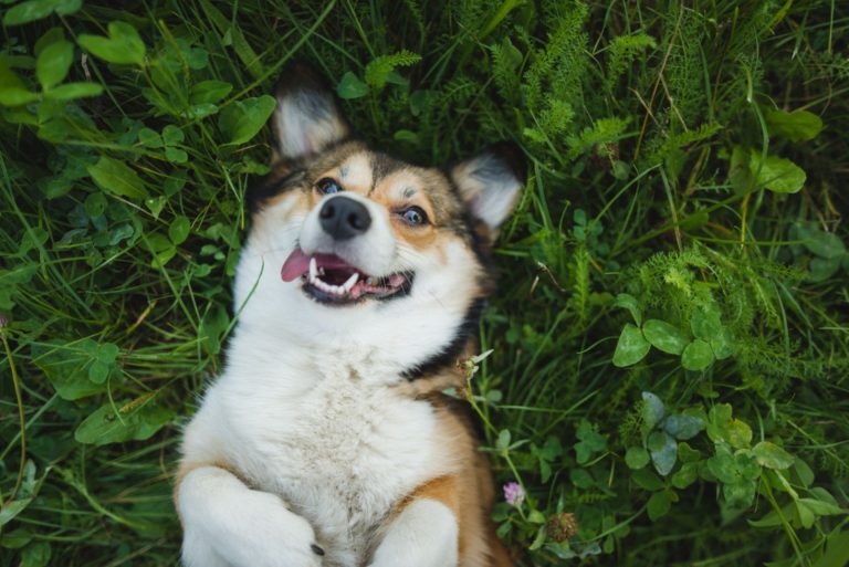 smiling welsh corgi pembroke dog laying down on a grass