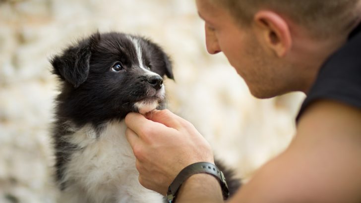 3 Steps To Stop A Puppy From Chewing On Walls