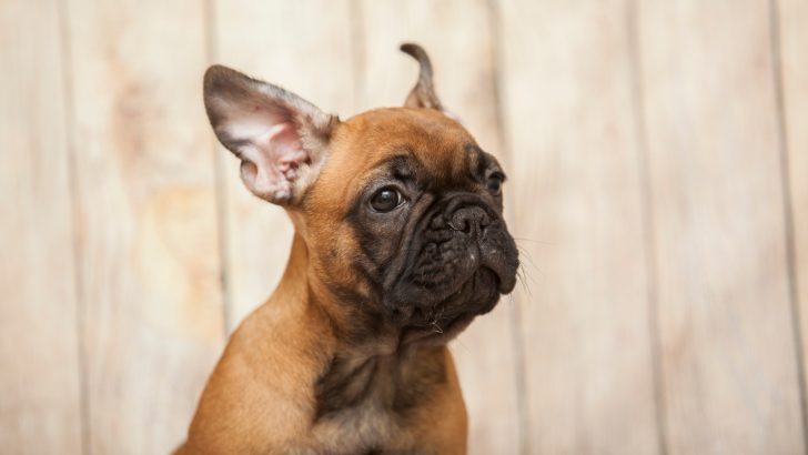 5 Causes Of French Bulldog Breathing Problems + 3 Solutions