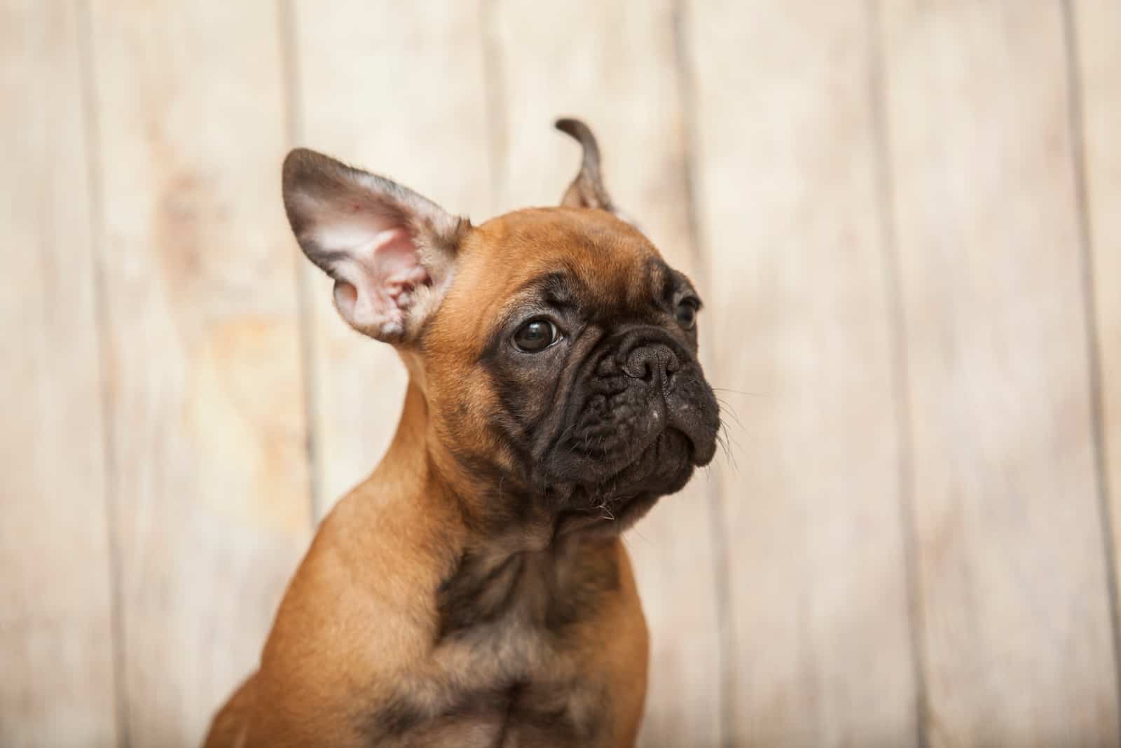 French Bulldog