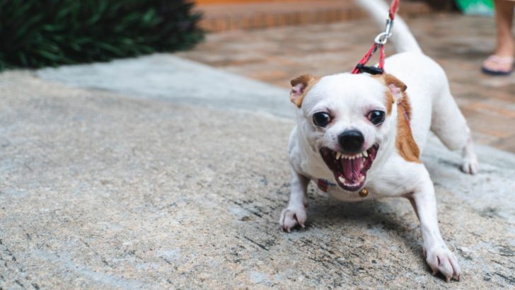 5 Explanations For Why Do Chihuahuas Bark So Much