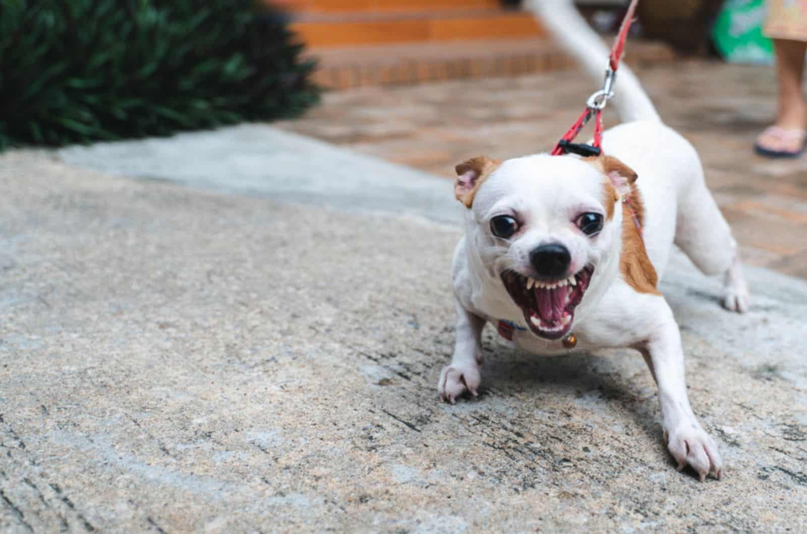 little chihuahua dog on the leash barking