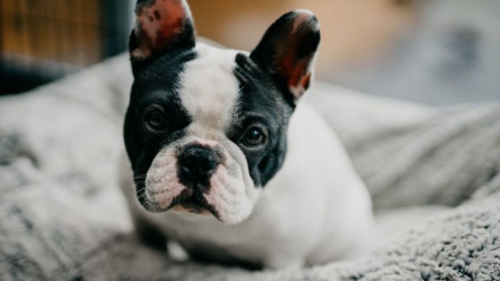 5 French Bulldog Health Facts Future Owners Should Know