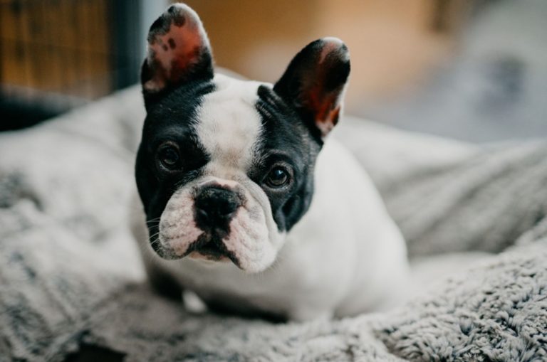 white black french bulldog in his bed