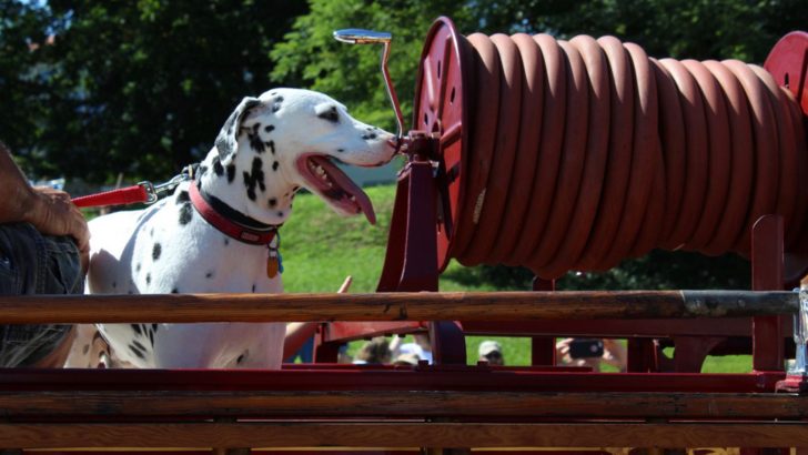5 Fundamental Reasons Why Are Dalmatians Fire Dogs