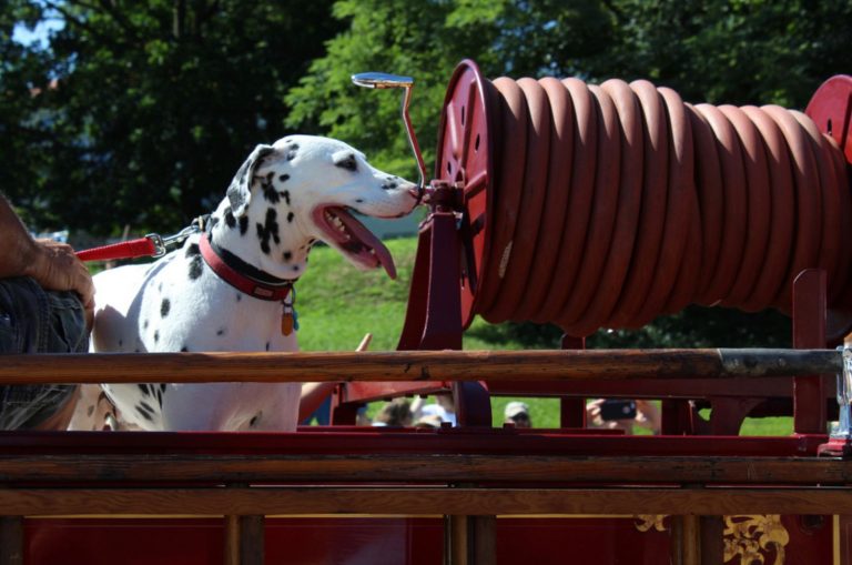 dalmatian on classic red fire truck
