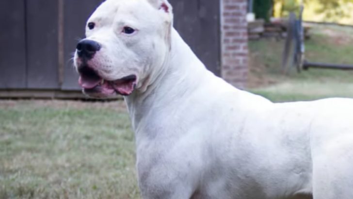 5 Interesting Facts About The Extinct Cordoba Fighting Dog