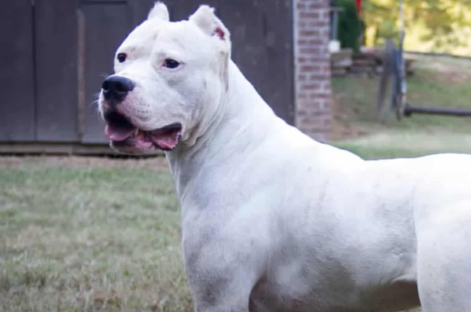 Cordoba Fighting Dog standing outside