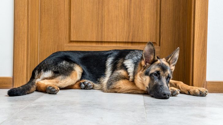 5 Must-Know German Shepherd Degenerative Myelopathy Symptoms 