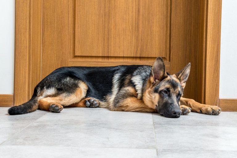 the German Shepherd disease lies on the tiles next to the door