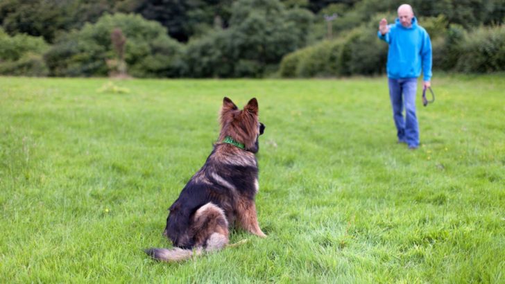 5 Reasons Why Your German Shepherd Stops Coming When Called