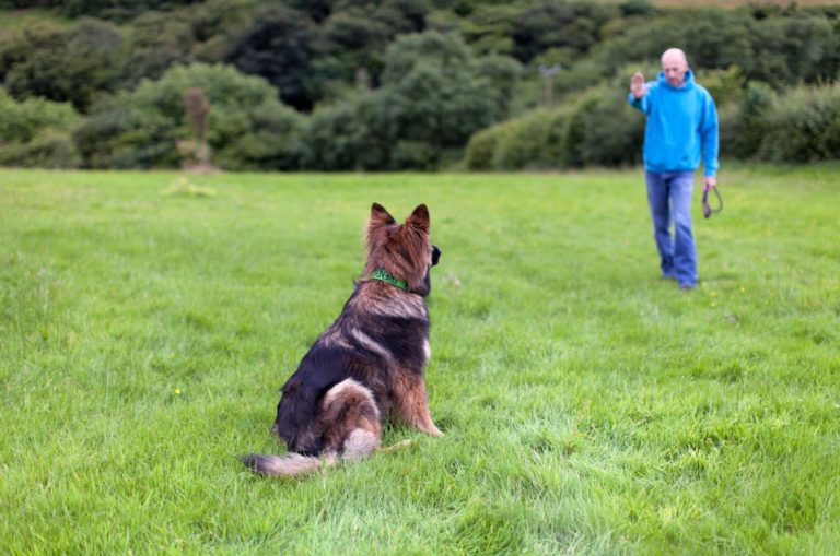 german shepherd sitting on the grass and looking at his owner