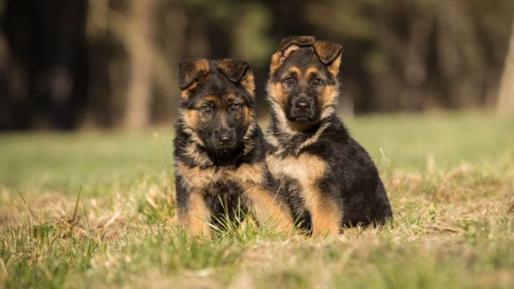 5 Segments Of Raising German Shepherd Puppies