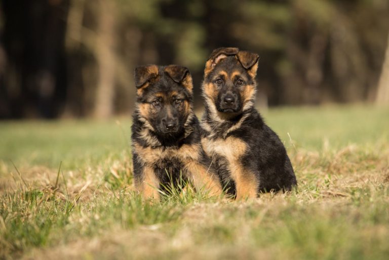 Two show line German shepherd puppies sitting in line