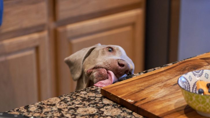 5 Tips On How To Stop Counter Surfing Dogs