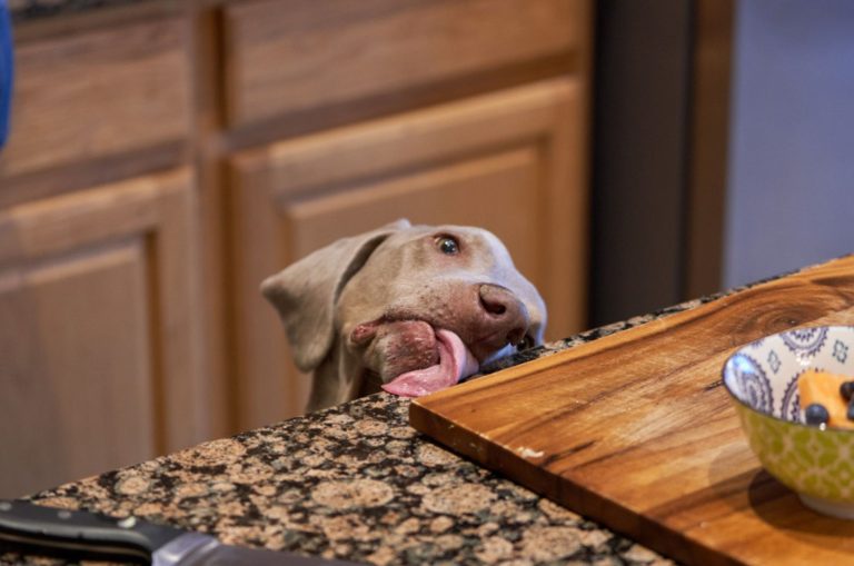 weimaraner dog licking kitchen counter