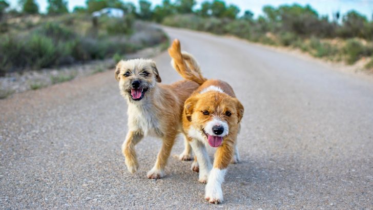 5 Tips On What To Do About Other Dogs And Strays On Walks