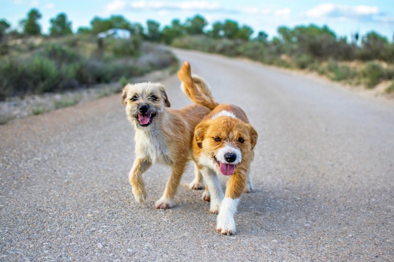 Two small sad and cute stray dogs