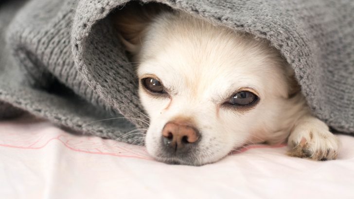 5 Warning Signs Of Separation Anxiety In Chihuahuas