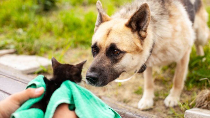 5 Useful Tips On How To Introduce A Hyper Dog To A Kitten