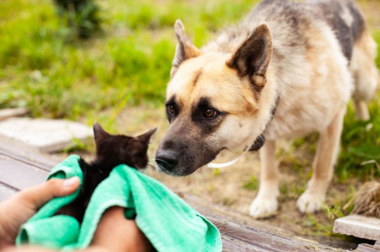 dog is introduced to the kitten