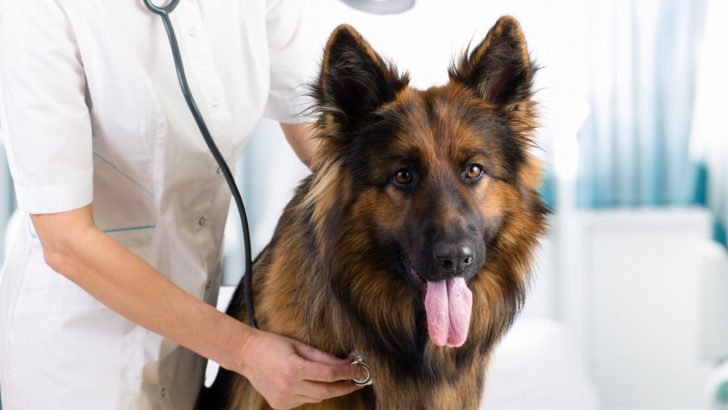 5 Ways How To Keep German Shepherd Calm At Vet