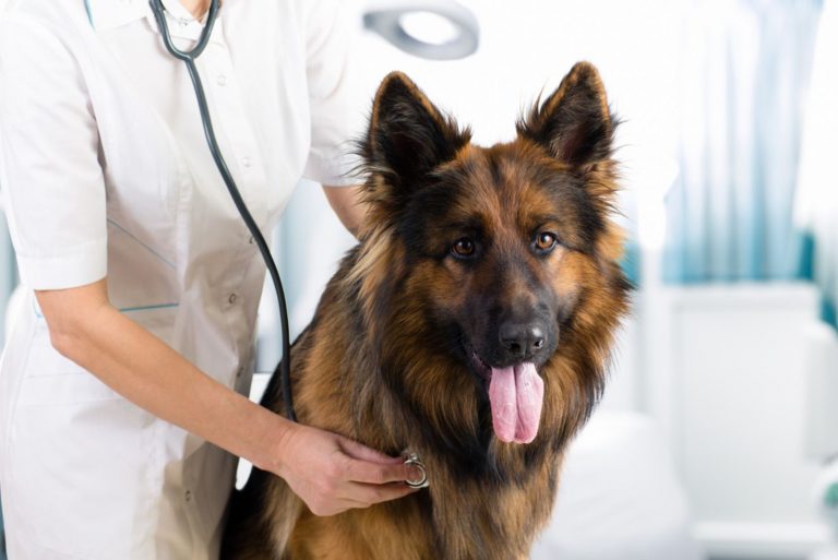 examination by doctor with stethoscope in veterinary clinic