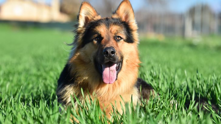 5 Ways To Alleviate Your German Shepherd Separation Anxiety